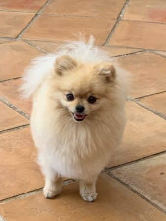 DOMAINE SPITZ NAIN POMERANIAN DES OLIVIERS - Image 10