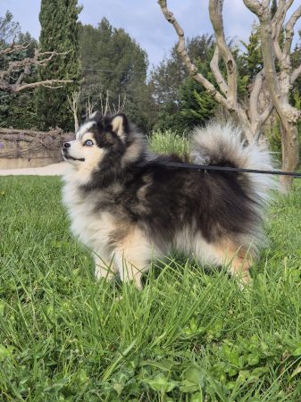 Shubenca Pomsky - Image 8