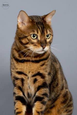 felix-felicis - Image 6