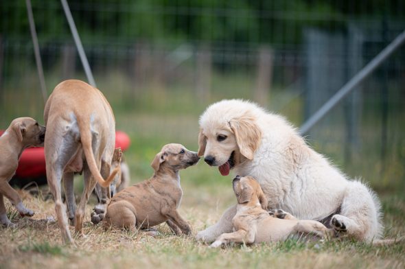 DES PLAINES DES BRUYERES – Whippet et Golden Retriever - Image 19