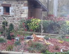 ELEVAGE DES RENARDS D’ORIENT
