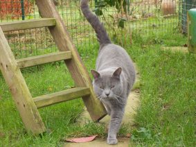 CHATTERIE DE CIBELLE BLEUE