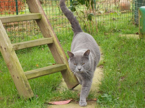 CHATTERIE DE CIBELLE BLEUE - Image 2