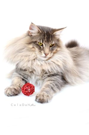 CALADAN - Image 6