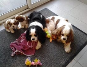 DES CAVALIERS D&rsquo;HADZYNSKI