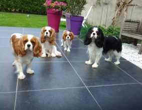 DES CAVALIERS D&rsquo;HADZYNSKI