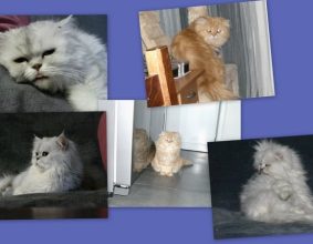 CHATTERIE DEESSE DE LAKSHMI
