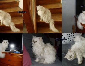 CHATTERIE DEESSE DE LAKSHMI