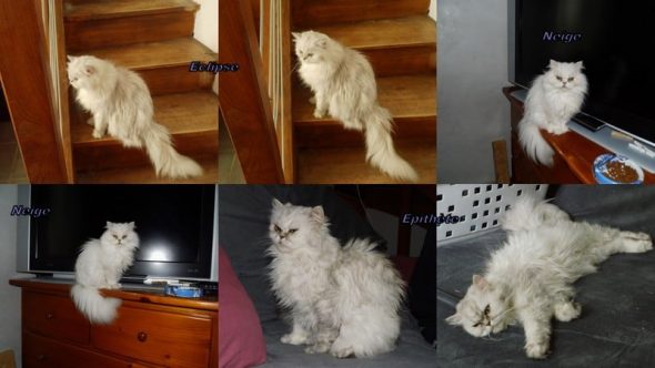 CHATTERIE DEESSE DE LAKSHMI - Image 3