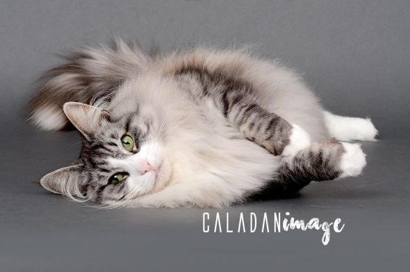 CALADAN - Image 15