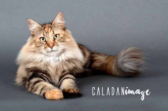 CALADAN - Image 12