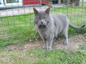 CHATTERIE DE CIBELLE BLEUE