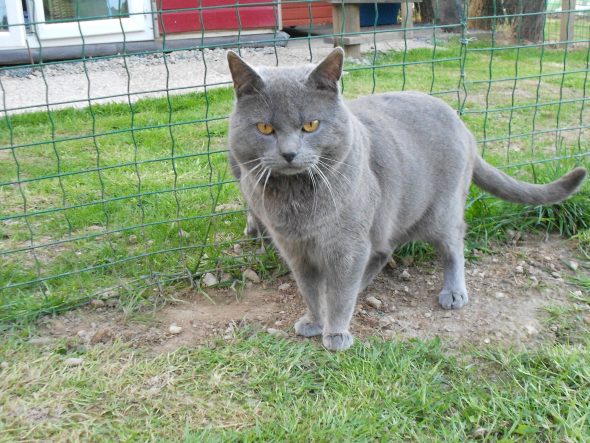CHATTERIE DE CIBELLE BLEUE - Image 1