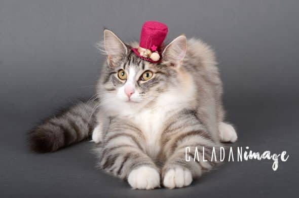 CALADAN - Image 13