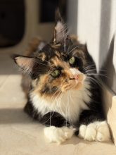 CHATTERIE D AYLORIA