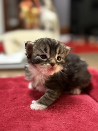 Les Chatons de Zaïa - Image 7