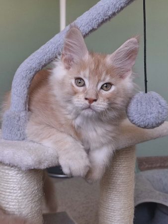 Little Lion - Image 11