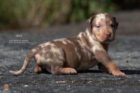 JAGUAR BULLY KENNEL