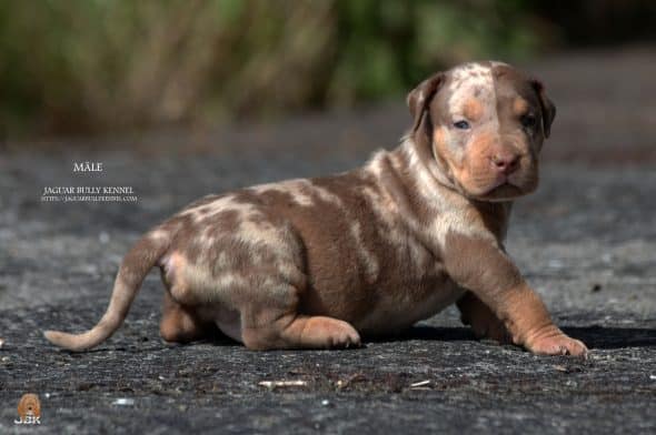 JAGUAR BULLY KENNEL - Image 14