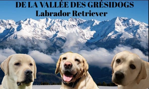 De La vallée des Grésidogs - Image 1