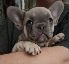 BEAUTY FRENCHY BULLY