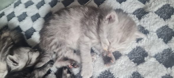 CHATTERIE DU COEUR SOLOGNOT - Image 13