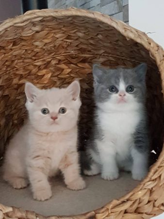 LA CHATTERIE DE LA VALLEE - Image 1