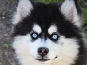 TAMA-INU