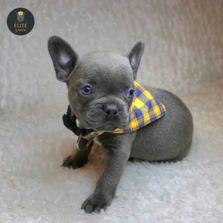 ELITE CANIN - Image 12