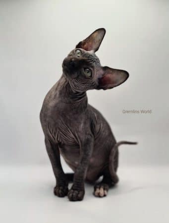 LA CHATTERIE GREMLINS WORLD - Image 7