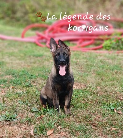 La légende des korrigans - Image 4