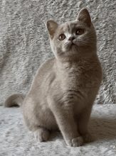 PLUMP FLUFFY CUB&rsquo;S