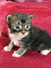 Les Chatons de Zaïa