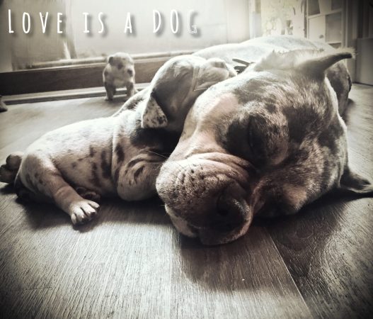 Love is a DOG - Image 8