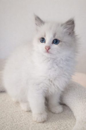 LITTLE LOVING PAWS - Image 9