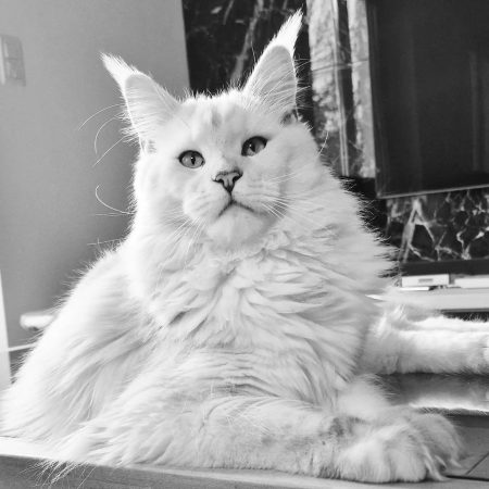 CHATTERIE LEIMGRABEN ET COON&rsquo;S - Image 2