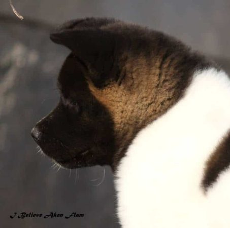 I BELIEVE AKEN FLAM - Image 5