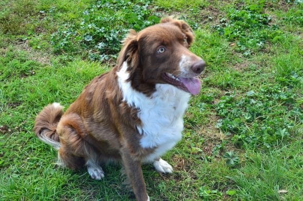 KANOU ET L AURA DU BORDER COLLIE - Image 6