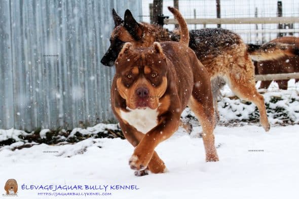 JAGUAR BULLY KENNEL - Image 11