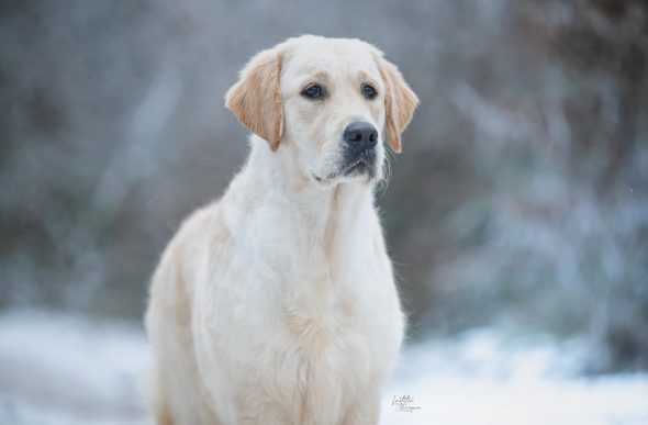 DES PLAINES DES BRUYERES – Whippet et Golden Retriever - Image 21