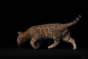 DE BENGAL S THRONE