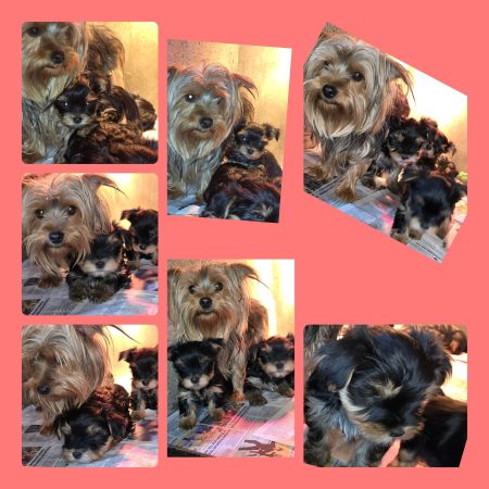 DESSE VALERIE     ELEVEUR  DE YORKSHIRE TERRIER  DANS LE 59540 - Image 6