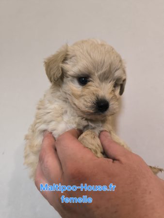 Maltipoo-House.fr - Image 5