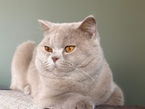 Des chatsadeens