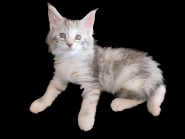 DE MAINECOON PARADISE - Image 3