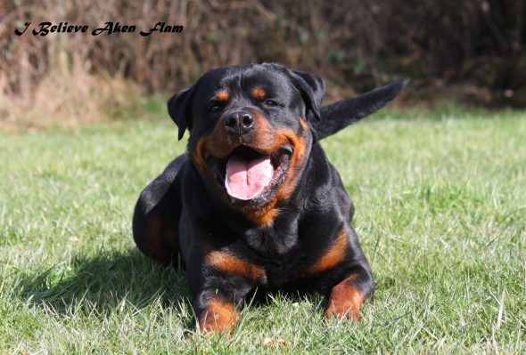 I BELIEVE AKEN FLAM - Image 3