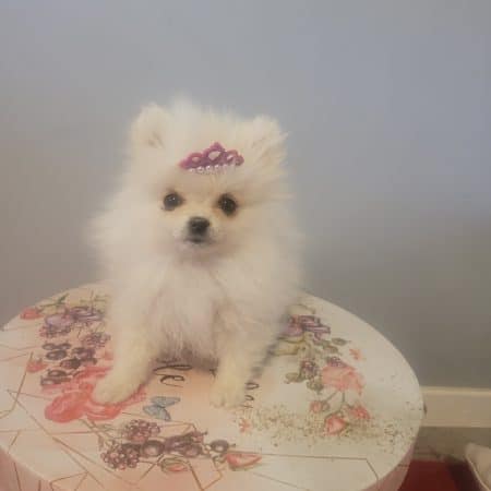 DOMAINE SPITZ NAIN POMERANIAN DES OLIVIERS - Image 11