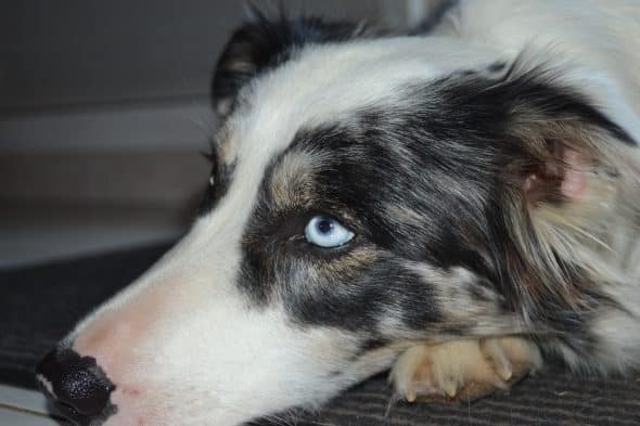 KANOU ET L AURA DU BORDER COLLIE - Image 4