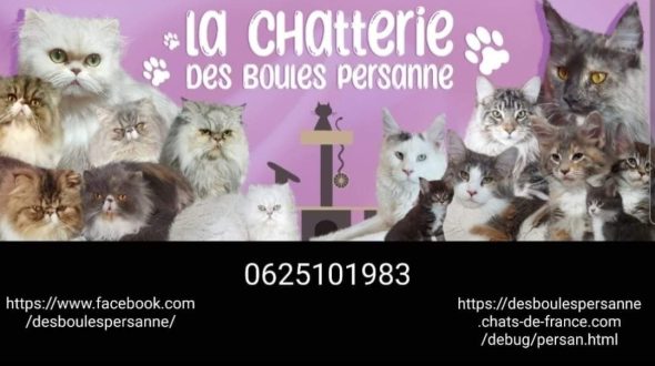 Chatterie des boules persanne - Image 1