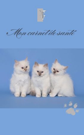 CHATTERIE AUX PERLES D O - Image 10